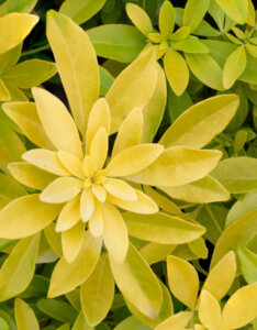 Choisya ternata Sundance - Oranger du Mexique Doré - feuillage