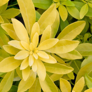 Choisya ternata Sundance - Oranger du Mexique Doré - feuillage