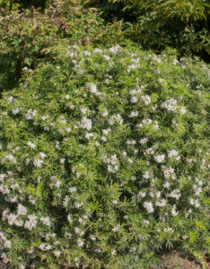 Choisya ternata White Dazzler - Oranger du Mexique Nain - Vue d'ensemble