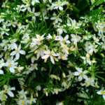 Choisya ternata White Dazzler - Oranger du Mexique Nain - vue d'ensemble