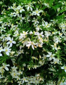 Choisya ternata White Dazzler - Oranger du Mexique Nain - vue d'ensemble