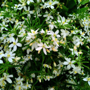 Choisya ternata White Dazzler - Oranger du Mexique Nain - vue d'ensemble