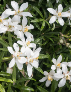 Choisya ternata White Dazzler - Oranger du Mexique Nain - Fleurs