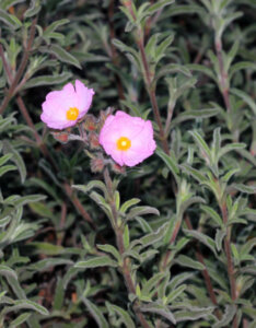 Cistus argenteus Silver Pink - Ciste - Feuillage et fleurs