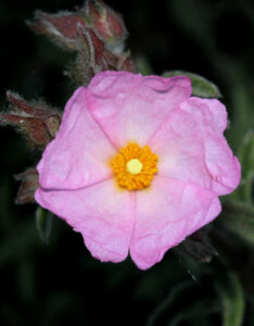 Cistus argenteus Silver Pink - Ciste - Fleur