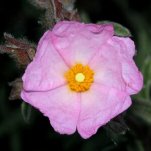 Cistus argenteus Silver Pink - Ciste - Fleur