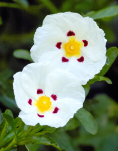 Cistus dansereaui Decumbens - Ciste - fleurs