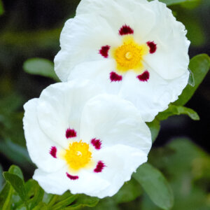 Cistus dansereaui Decumbens - Ciste - fleurs