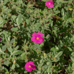 Cistus pulverulentus Sunset - Ciste pulvérulent - vu d'ensemble