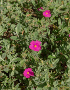Cistus pulverulentus Sunset - Ciste pulvérulent - vu d'ensemble