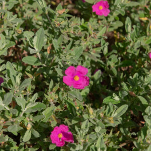 Cistus pulverulentus Sunset - Ciste pulvérulent - vu d'ensemble