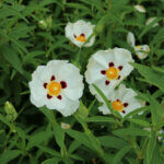 Cistus purpureus Alan Fradd - Ciste pourpre - fleurs et feuillage