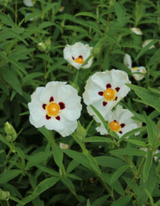 Cistus purpureus Alan Fradd - Ciste pourpre - fleurs et feuillage