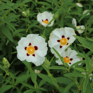 Cistus purpureus Alan Fradd - Ciste pourpre - fleurs et feuillage