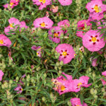 Cistus purpureus - Ciste pourpre - vue d'ensemble