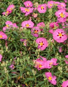 Cistus purpureus - Ciste pourpre - vue d'ensemble