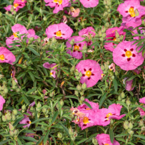 Cistus purpureus - Ciste pourpre - vue d'ensemble