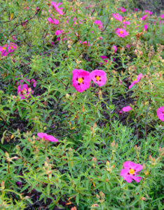 Cistus purpureus - Ciste pourpre - Vue d'ensemble