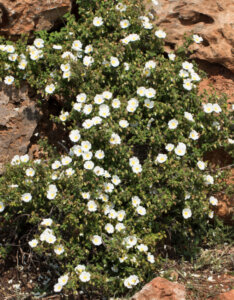 Cistus salviifolius - Ciste - vue d'ensemble