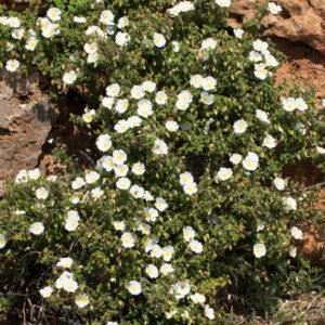 Cistus salviifolius - Ciste - vue d'ensemble