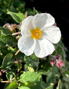 Cistus salviifolius - Ciste - Fleur