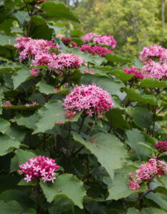 Clerodendrum bungei - Clérodendron de Bunge - vue d'ensemble