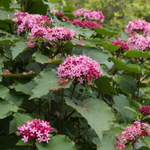 Clerodendrum bungei - Clérodendron de Bunge - vue d'ensemble