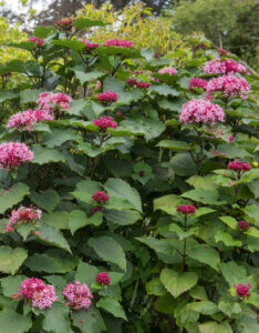 Clerodendrum bungei - Clérodendron de Bunge - Vue d'ensemble