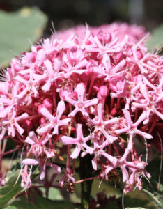 Clerodendrum bungei Pink Diamond - Clérodendron de Bunge - inflorescence et feuillage (panaché)