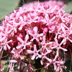 Clerodendrum bungei Pink Diamond - Clérodendron de Bunge - inflorescence et feuillage (panaché)