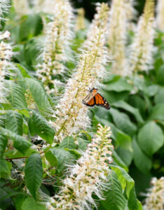 Clethra alnifolia - Cléthra à feuilles d'aulne - inflorescence