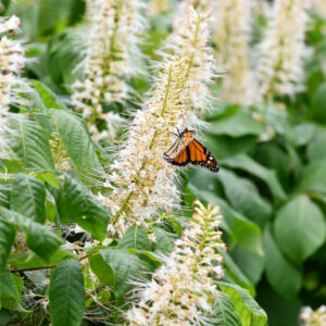 Clethra alnifolia - Cléthra à feuilles d'aulne - inflorescence