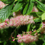 Clethra alnifolia Pink Spire - Cléthra à feuilles d'aulne - feuillage et inflorescence