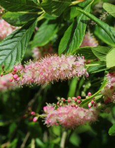Clethra alnifolia Pink Spire - Cléthra à feuilles d'aulne - feuillage et inflorescence