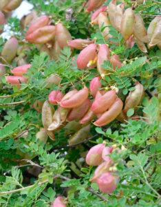 Colutea arborescens - Baguenaudier - fructification automnale