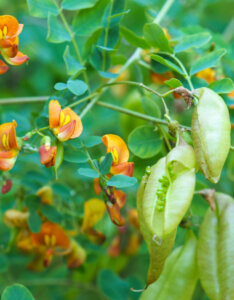 Colutea arborescens - Baguenaudier - feuillage et fleurs