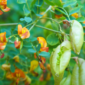 Colutea arborescens - Baguenaudier - feuillage et fleurs