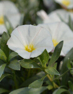 Convolvulus cneorum - Liseron argenté - fleurs et feuillage