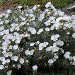 Convolvulus cneorum - Liseron argenté - vue d'ensemble