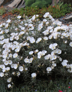 Convolvulus cneorum - Liseron argenté - vue d'ensemble