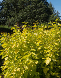 Cornus alba Aurea - Cornouiller blanc Doré - Vue d'ensemble