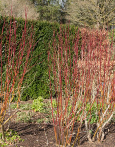 Cornus alba Aurea - Cornouiller blanc Doré - bois rouges