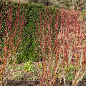 Cornus alba Aurea - Cornouiller blanc Doré - bois rouges