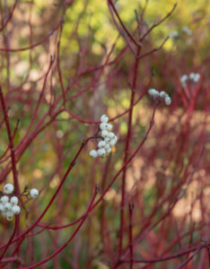 Cornus alba Baton Rouge - Cornouiller blanc - bois et fructification