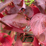 Cornus alba Baton Rouge - Cornouiller blanc - feuillage