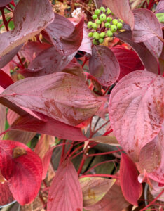 Cornus alba Baton Rouge - Cornouiller blanc - feuillage