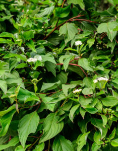 Cornus alba - Cornouiller blanc - feuillage et fleurs