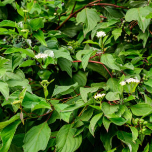 Cornus alba - Cornouiller blanc - feuillage et fleurs