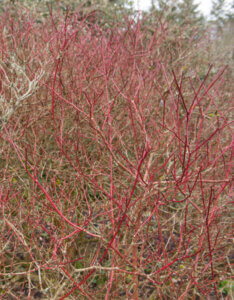 Cornus alba Elegantissima - Cornouiller blanc panaché - Bois