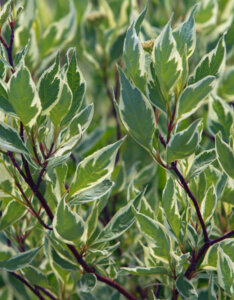 Cornus alba Elegantissima - Cornouiller blanc panaché - feuillage et bois
